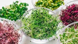 microgreensa de Empress of Dirt.jpg